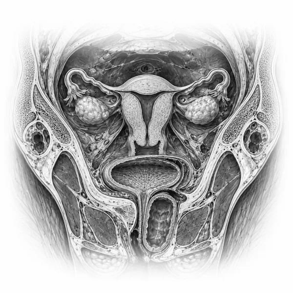 Anatomische Illustration: Becken & Endometriose