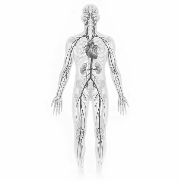 Anatomische Illustration: MR-Angiographie