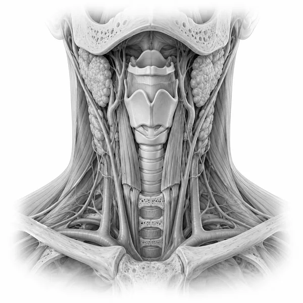 Anatomische Illustration: Hals