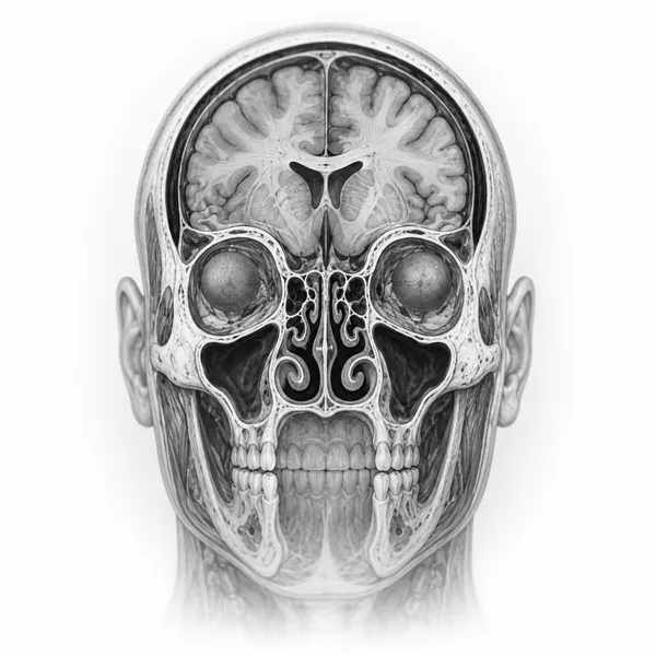 Anatomische Illustration: Kopf