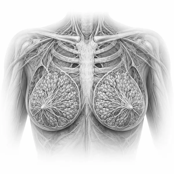 Anatomische Illustration: Mamma-MRT (Brust)