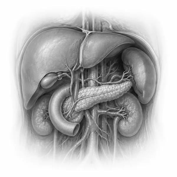 Anatomische Illustration: Oberbauch