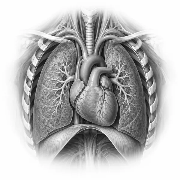 Anatomische Illustration: Thorax